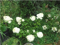 11961df7-Picture 055.jpg